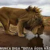 mellosiilva