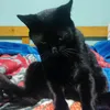 lucasiha