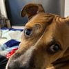 kajed_beast