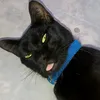 meu.amigo.pantera