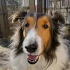 moka.1228sheltie
