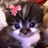 mackientobviedean