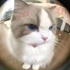 candycatton7
