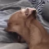 moccchiiiiiiiiiii