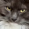 acatcalledmouse