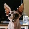 aussie_sphynx_mum