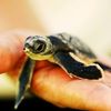 chthonicturtle