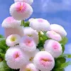 miennho_84