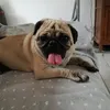 igor.giacomozzi