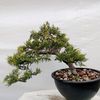 cactubonsai