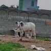 ghulamhassan0185