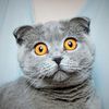nulltasticcat