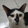 kutjingkampoeng