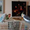 cockatielslovebirdslady