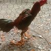 irwan16253