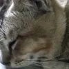 jeorge_the_jungle