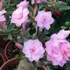 omsamer523