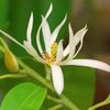 arif_saja33