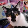 crazycatlady4ever73