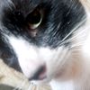 elmonito_4253