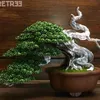 hibonsai