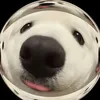 _dannie_11
