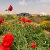 nouafalshedi