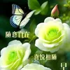 dyqxdu8041ky