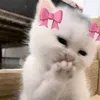0farah__0