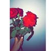 roya52343