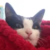 pinkypawsisacutiepie