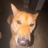 boggitthedog