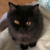 justmiaow23