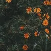 Cỏ 🍀