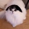 blubub_blubub_blubub