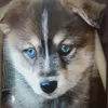 kaylapokemon49