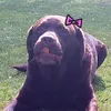 yourmypookie14