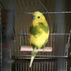 Эшик