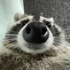 mrrabbit2905