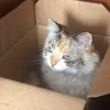 lilymarriecats