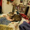 kattz25