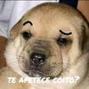jack_t0rres