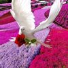 zahraa71349