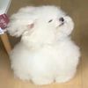 wonyo2gf
