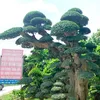 vinh_vua_duoi