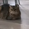funnyjullav