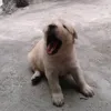 nash_gian