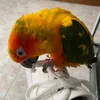 oliver_theparrot