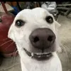 chupapiadonis