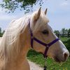 couperthecleverhorse